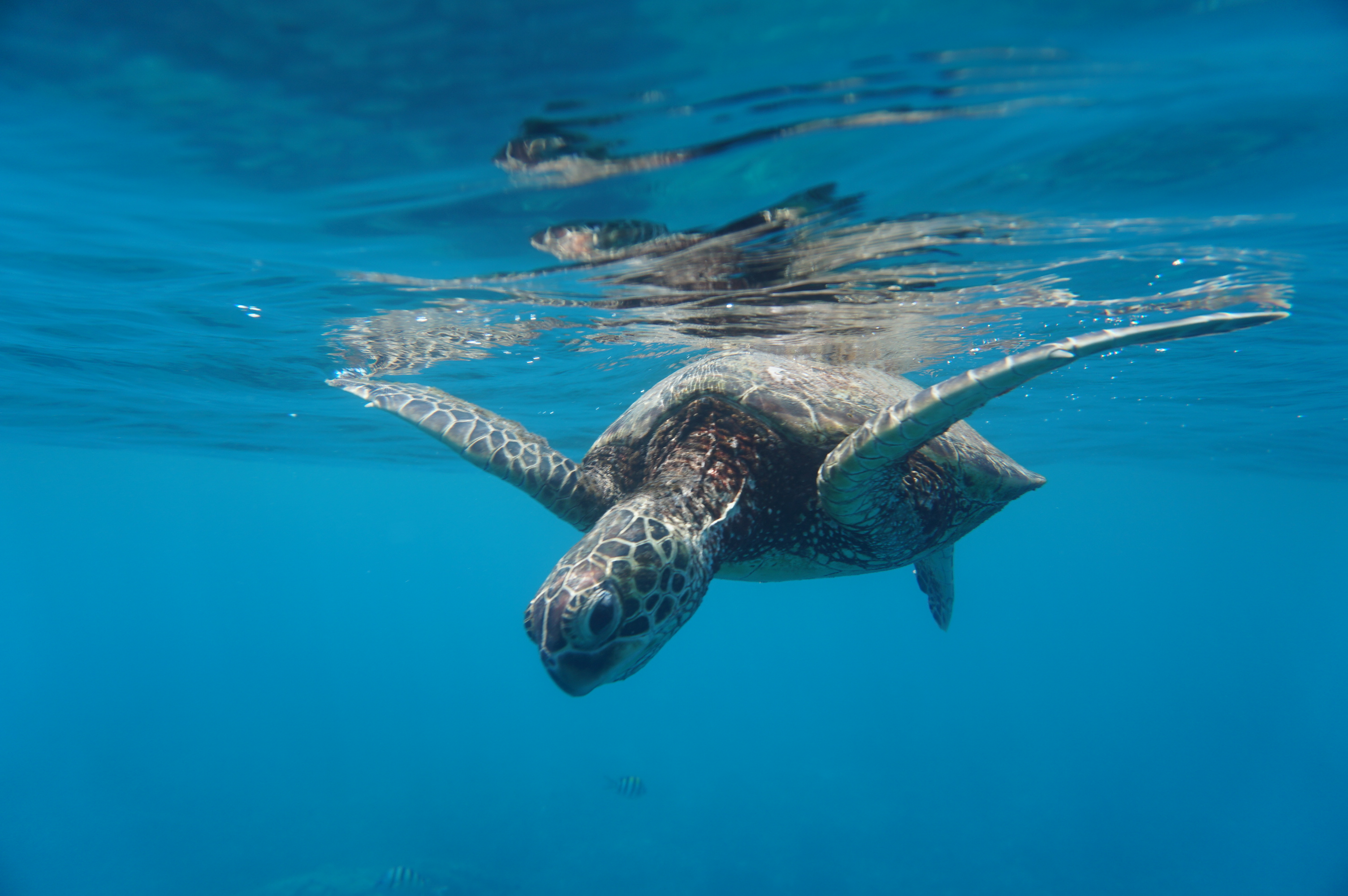 turtle swimming in the ocean